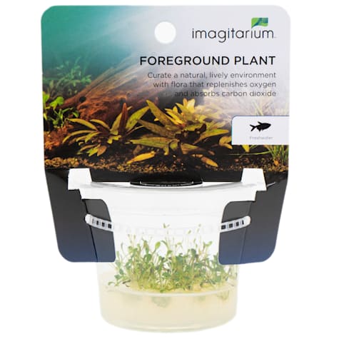 Glossostigma elatinoides - Tissue Culture Aquarium Plant
