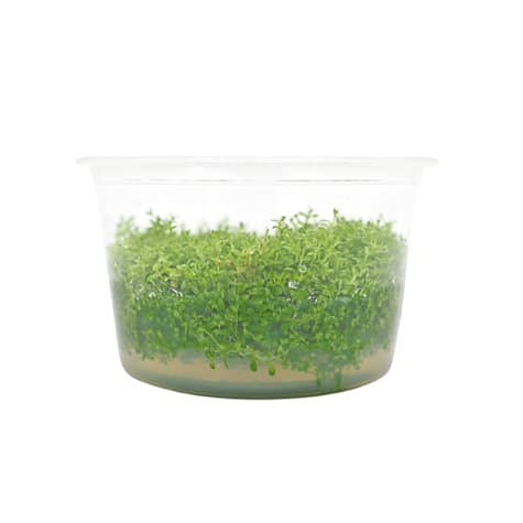 Micranthemum calitrichoides - Tissue Culture Aquarium Plant