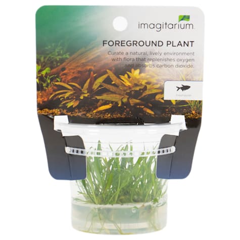 Cryptocoryne parva - Tissue Culture Aquarium Plant