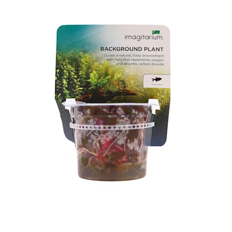 Alternanthera reineckii - Tissue Culture Aquarium Plant