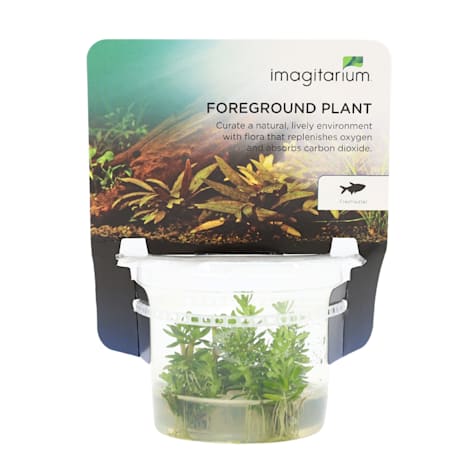Ammania sp. - Bonsai - Tissue Culture Aquarium Plant