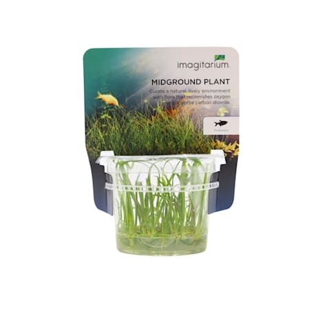 Sagittaria subulata - Tissue Culture Aquarium Plant
