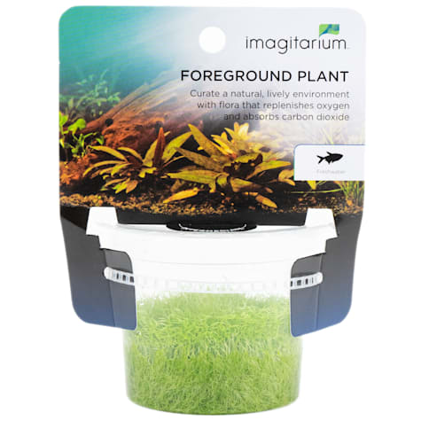 Utricularia graminifolia - Tissue Culture Aquarium Plant