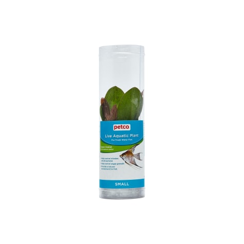 Green Ozelot Sword (Echinodorus ozelot) - Aquarium Tube Plant