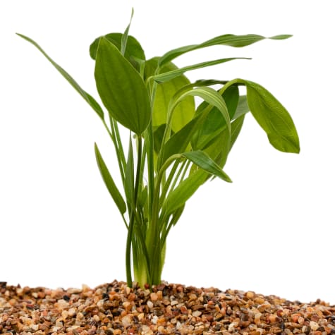 petco aquatic plants