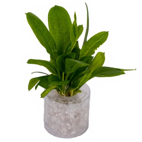 Rosette Sword (Echinodorus parviflorus)  - Aquarium Tube Plant