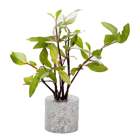 Hygrophila corymbosa 