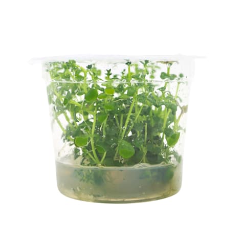 Lindernia rotundifolia - Tissue Culture Aquarium Plant
