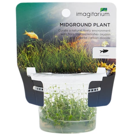Ludwigia arcuata - Tissue Culture Aquarium Plant