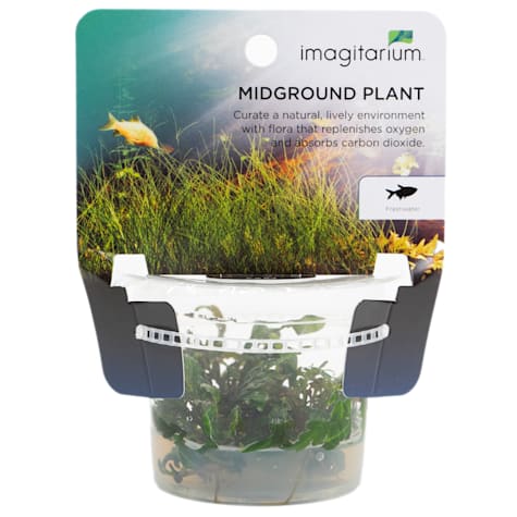Hygrophila pinnatifida - Tissue Culture Aquarium Plant