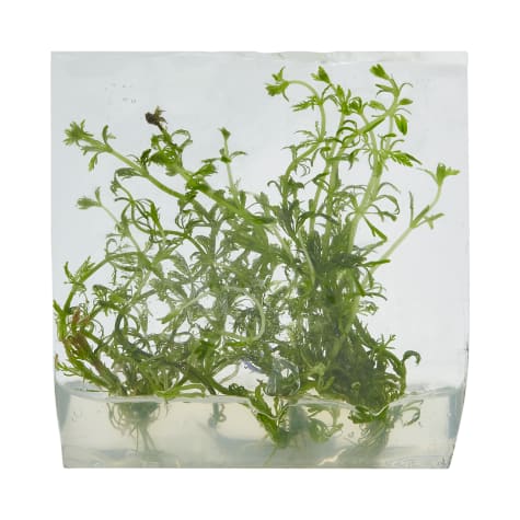 Limnophila heterophylla - Tissue Culture Aquarium Plant