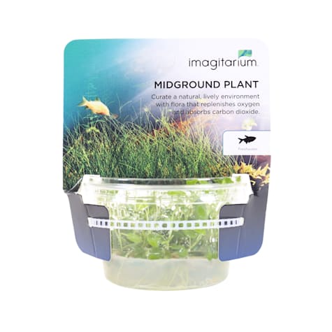 Lobelia cardinalis - Tissue Culture Aquarium Plant