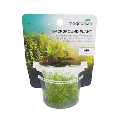 Ludwigia repens - Tissue Culture Aquarium Plant