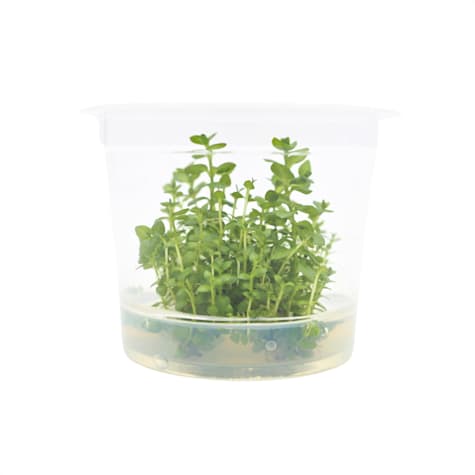 Lysimachia nummularia - Tissue Culture Aquarium Plant