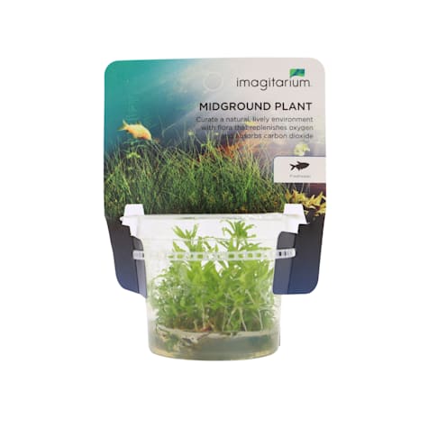 Pogostemon helferi - Tissue Culture Aquarium Plant