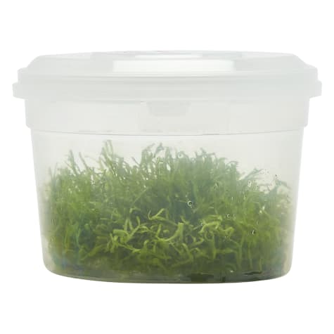 Riccia Fluitans Tissue Culture Plant Petco