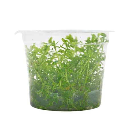 Rotala rotundifolia - Tissue Culture Aquarium Plant