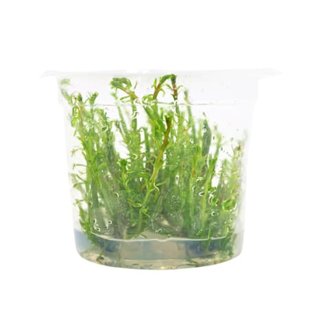 Rotala wallichii - Tissue Culture Aquarium Plant
