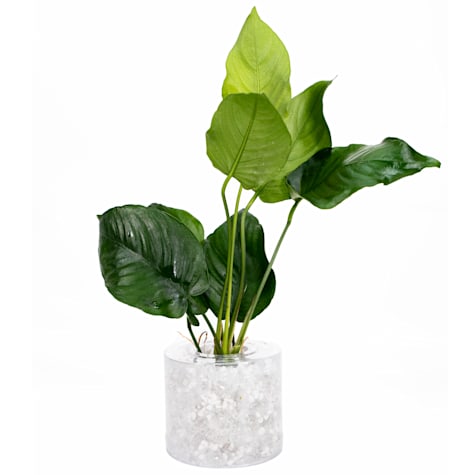 Anubias sp. 