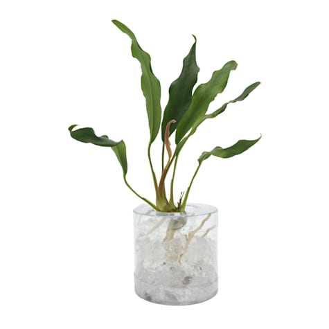 Anubias sp. 