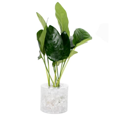 Anubias nana - Aquarium Tube Plant