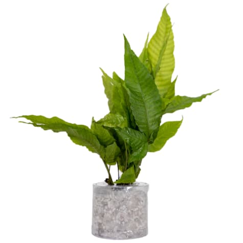 El Nino Fern (Bolbitis heteroclita) - Aquarium Tube Plant