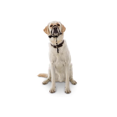 EveryYay Head of the Class Head Halter for Dogs