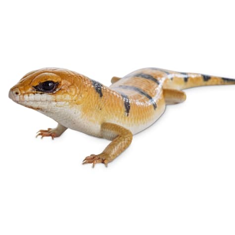 Peter's Banded Skink