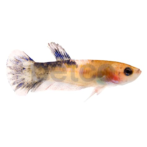 Baby Boy Betta