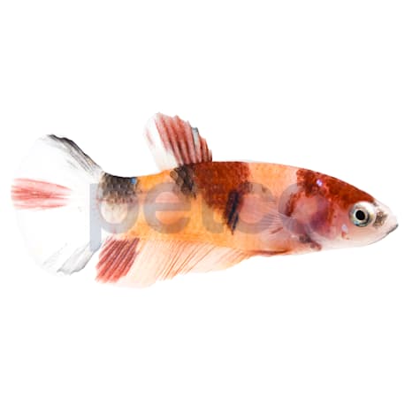 Female Koi Betta