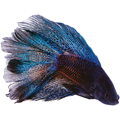 Male Black Orchid Betta