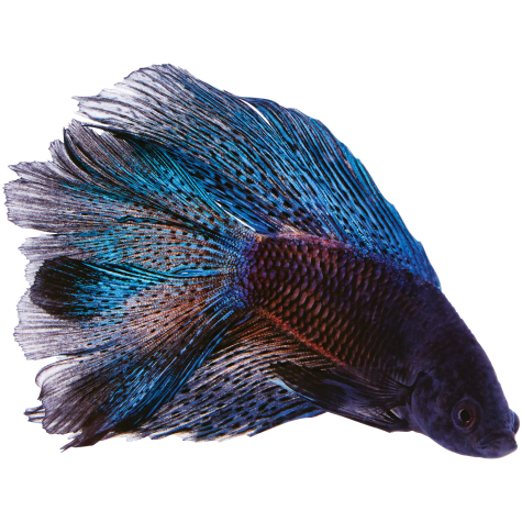 online betta fish shopping