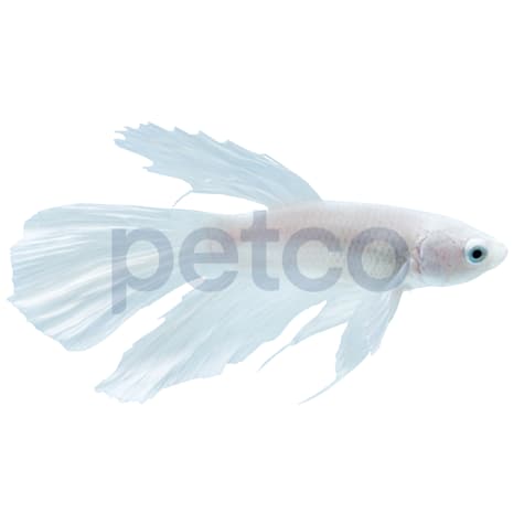 Male White Opal Betta