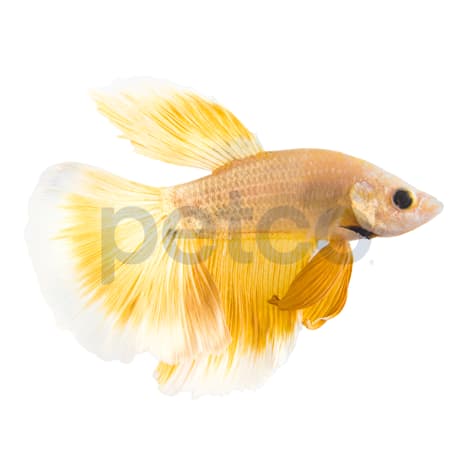 Male Rose Gold Betta