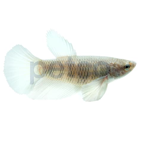Female Elephant Ear Betta