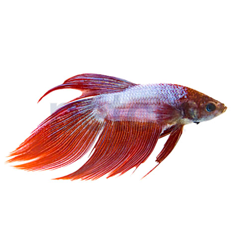 Male Dragonscale Betta