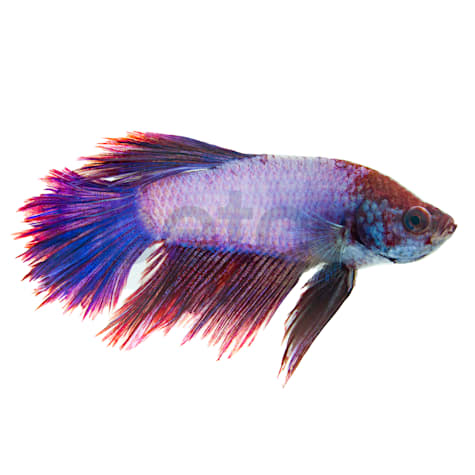 Male Rose Petal Betta