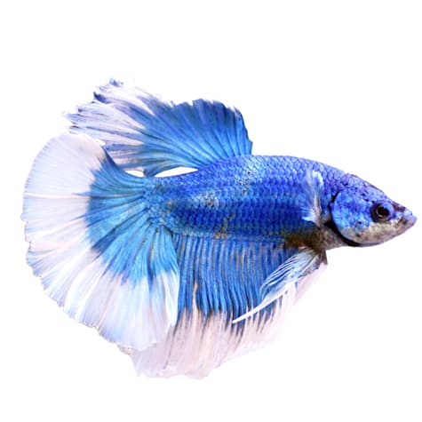 Male Butterfly Betta