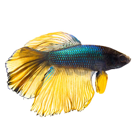 Male Bumblebee Betta