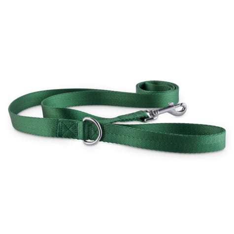 green dog collar and leash