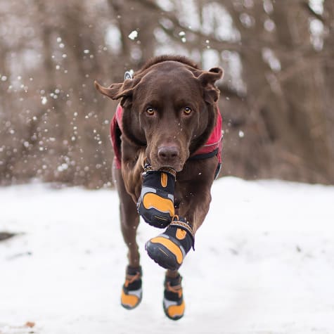 giant breed dog boots