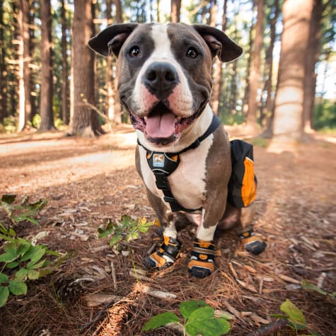 petco dog boots