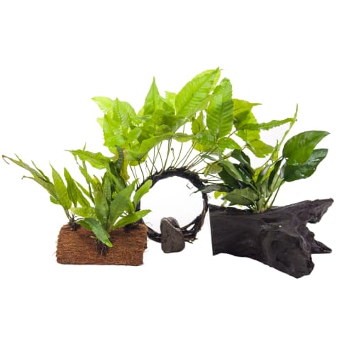 Live Plant Pack 1 Decor For 10 20 Gallon Tanks Petco