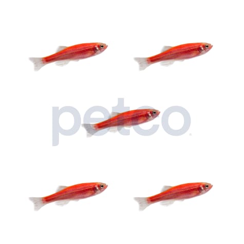 Starfire Red Danio - 5 Pack