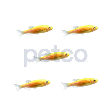Sunburst Orange Danio - 5 Pack