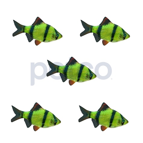Electric Green Tiger Barb - 5 Pack