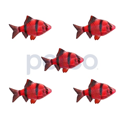 Starfire Red Tiger Barb 5-Pack