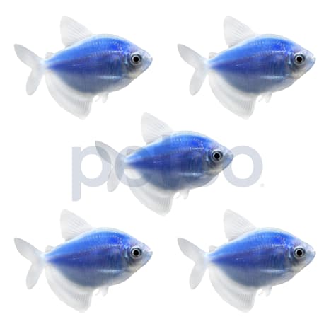 Cosmic Blue Tetra - 5 Pack