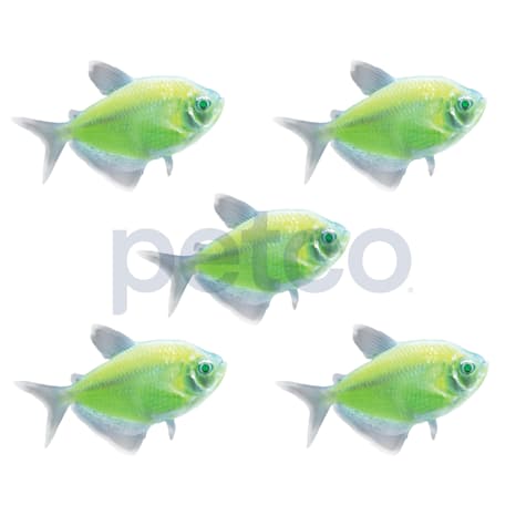 Electric Green Tetra - 5 Pack