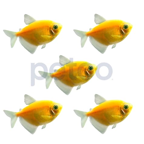 Sunburst Orange Tetra - 5 Pack